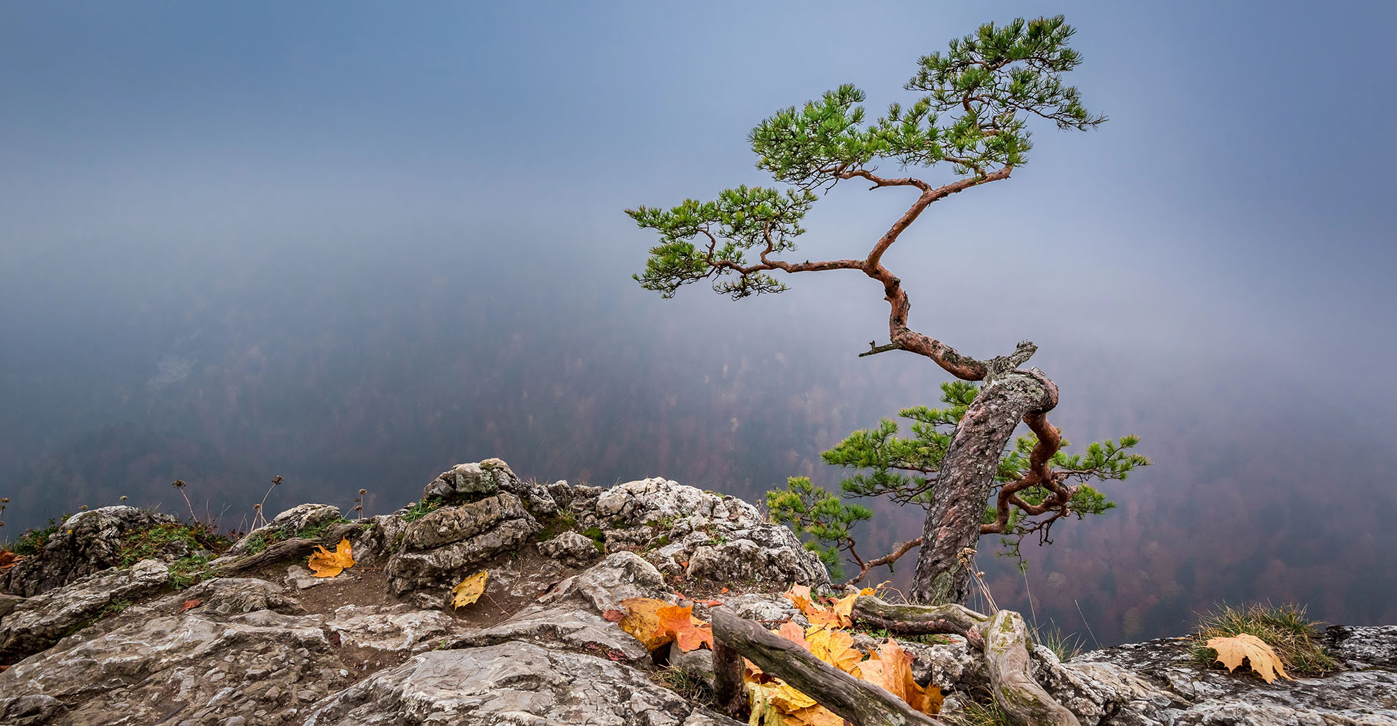 Резильєнтність та Мікрорішення
